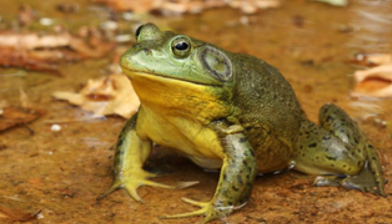 Methods Used To Capture Bullfrogs