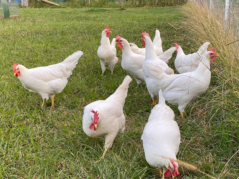 Egg Production Varies By Breed