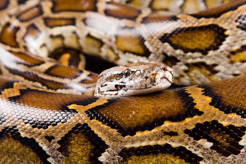 What Happens To The Pythons After They're Captured?