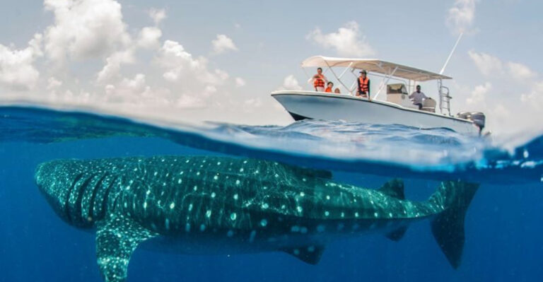 How Massive Cruise Ships And Overcrowded Tourism Are Damaging This Pristine Whale Shark Habitat
