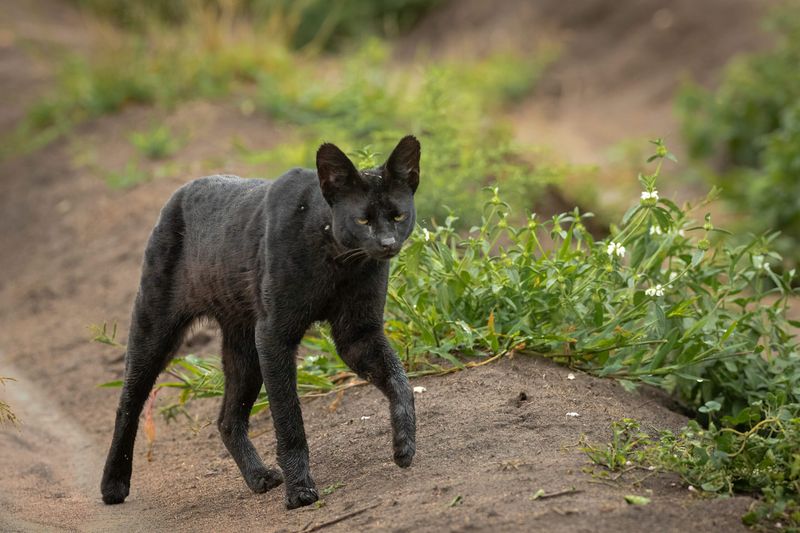 How Melanism Enhances Hunting And Camouflage In Big Cats