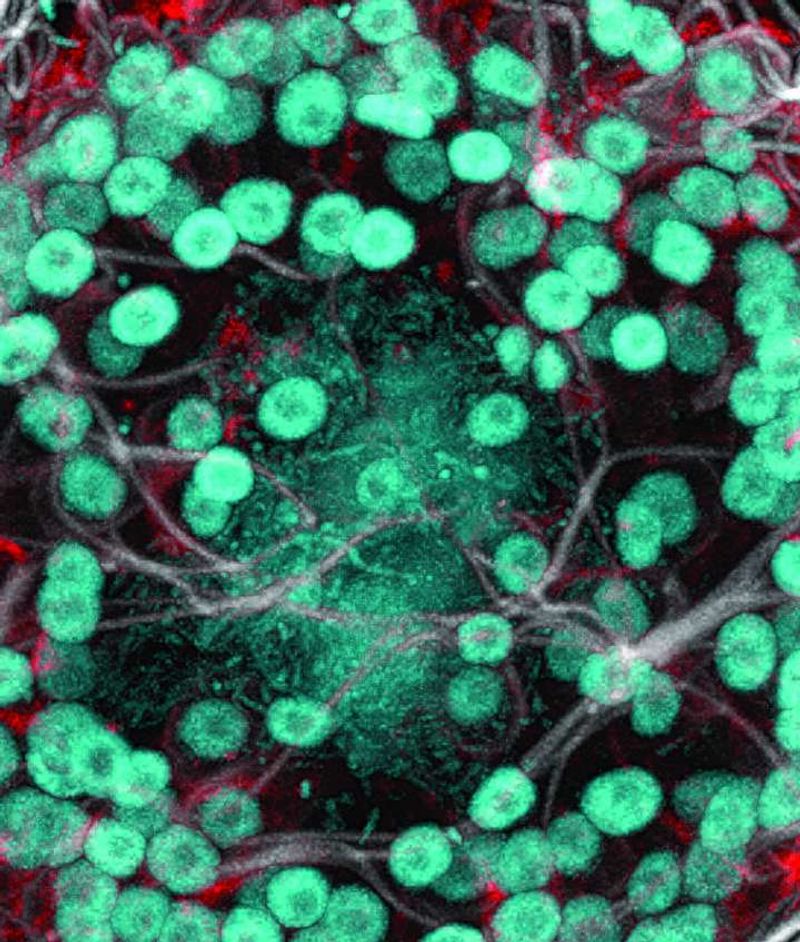 What This Means For Microbial Research