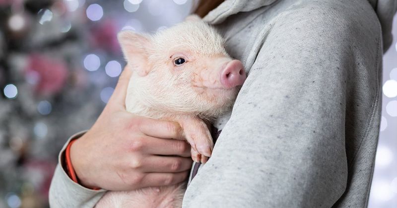 From Teacup To Full Size: Tracking The Growth Of Miniature Pigs