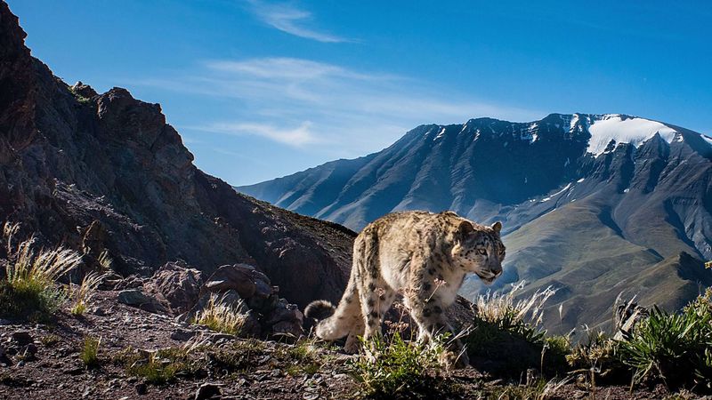What Hunting Techniques Do Snow Leopards Use?
