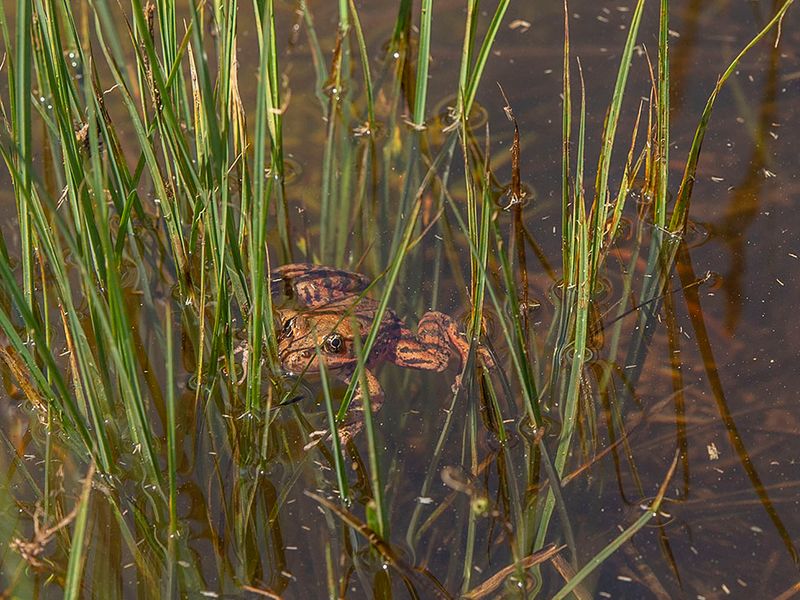 Other Animals Affected By Bullfrogs