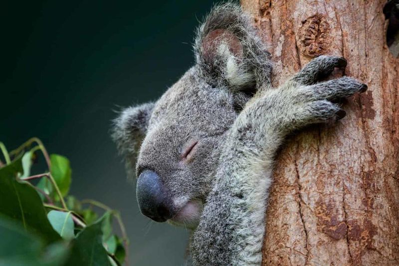 Koala Fingerprints: A Clue To Their Intelligence And Adaptation