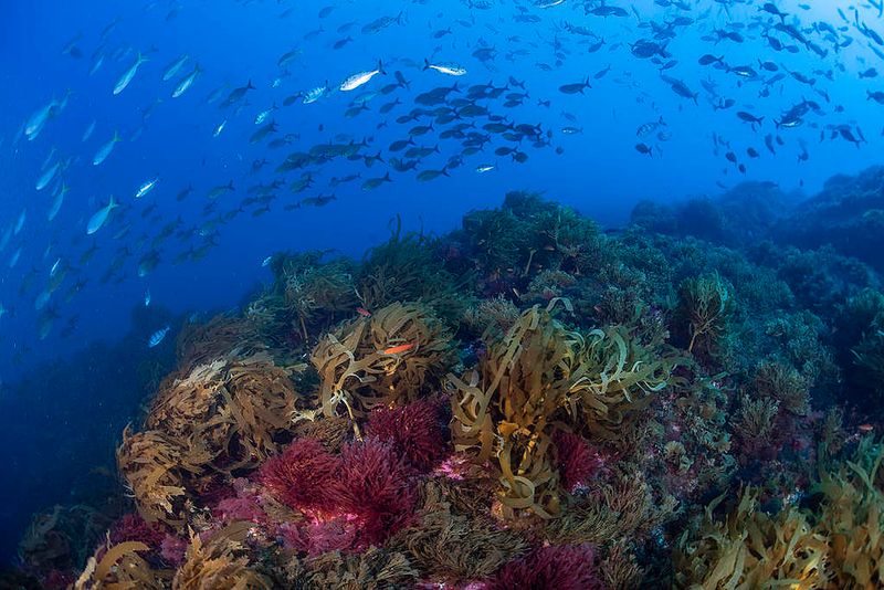 Classifying Ocean Species In The Genomic Era