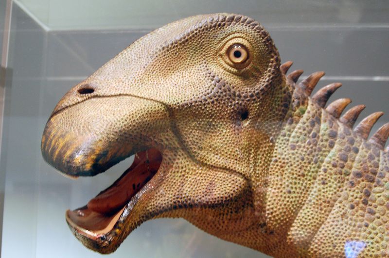 The Unique Jaw Structure Of Nigersaurus