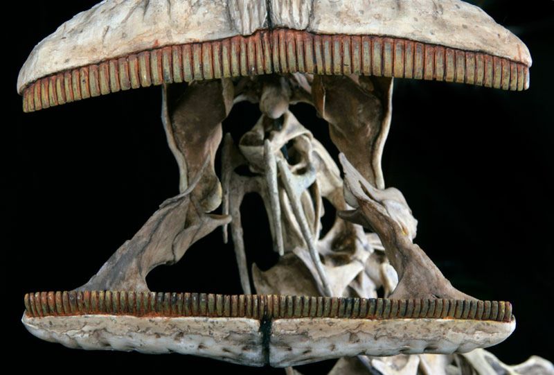 The Evolution Of Nigersaurus' Teeth