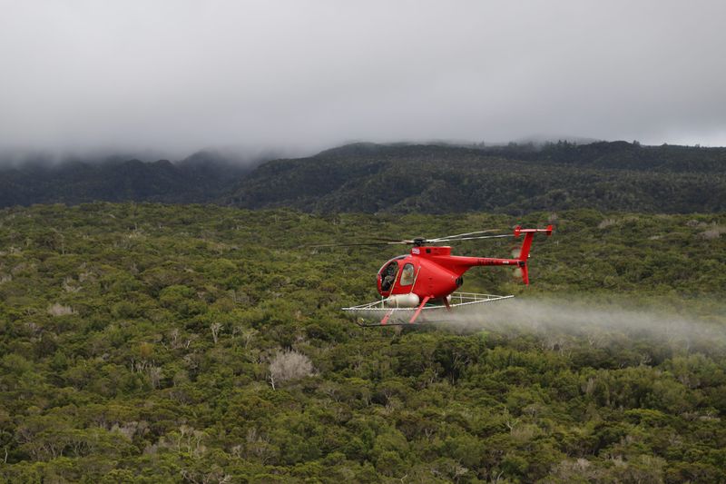 Mosquito Swarms Released In Hawaii's Mountain Forests: Why It's Happening