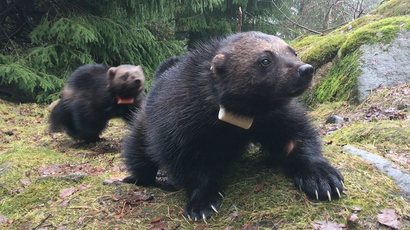 Tracking The Wolverine
