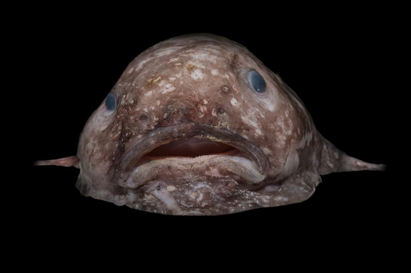 What We Can Learn From The Blob-Headed Fish's Adaptations