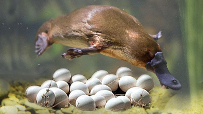 Platypus Reproduction: The Egg-Laying Mammal