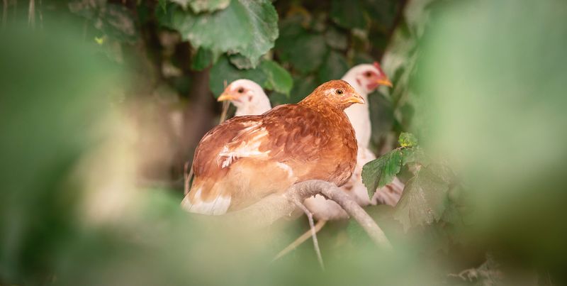 The Impact Of Free-Range Vs. Caged Living On Lifespan