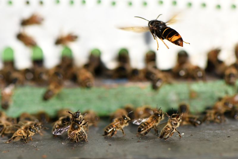 Murder Hornet's Impact On Honeybees: A Threat To Pollination