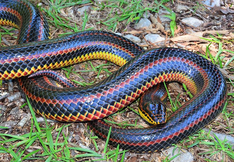How Long Do Rainbow Snakes Live?