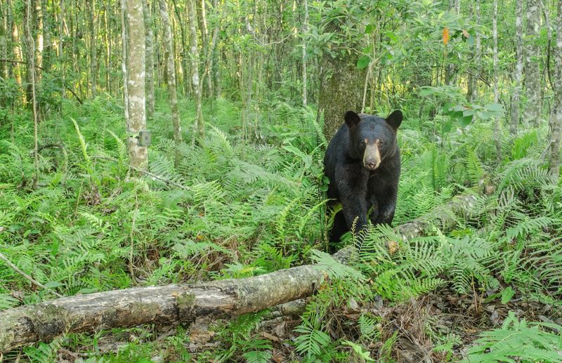 Black Bears Roam Free Again