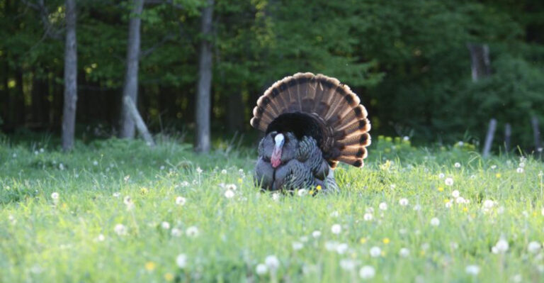 How Reforestation Is Bringing Wildlife Back To Appalachia
