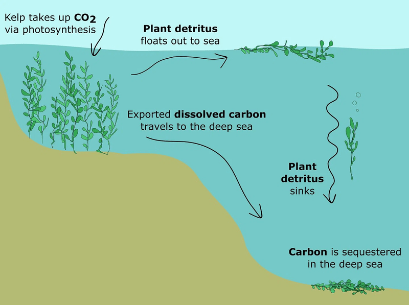 The Impact Of Seaweed Forests On Carbon Sequestration