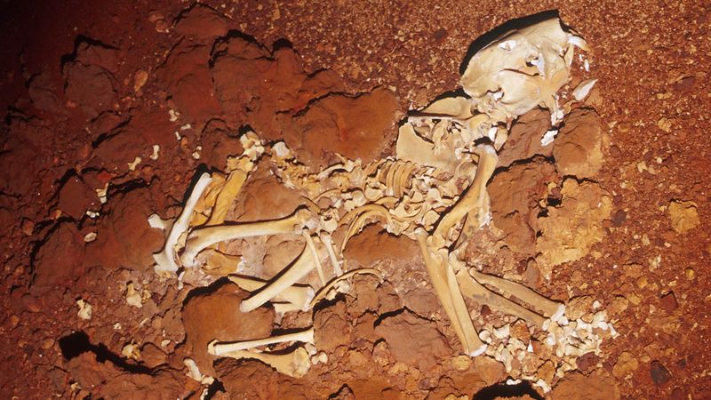 What Fossils Reveal About Australia's Prehistoric Giants