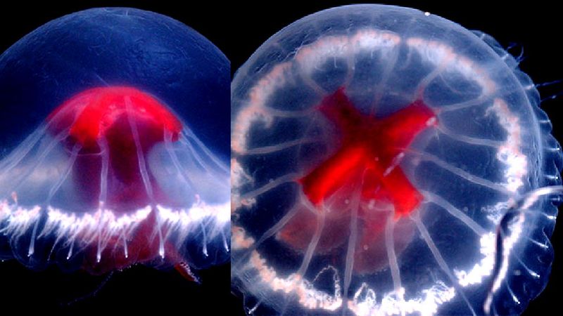 Tentacles Galore: 240 Tentacles Of This Deep-Sea Jellyfish