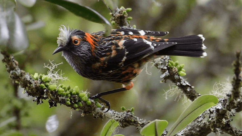 The Coalition Effort: Birds, Not Mosquitoes Leading The Charge