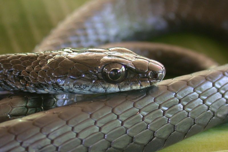 What Makes These Tree Snakes So Unique?