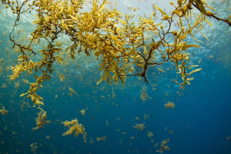 The Shifting Balance: Seaweed Forests Vs. Coral Reefs