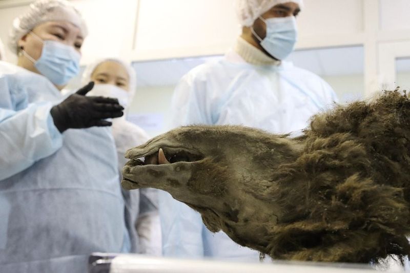 Radiocarbon Dating Confirms The Bear's Ancient Age