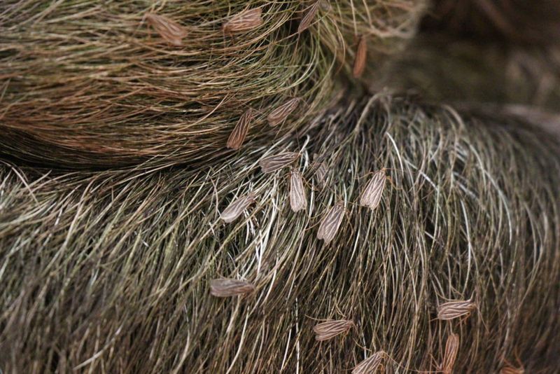 The Role Of Algae In The Sloth-Moth Ecosystem