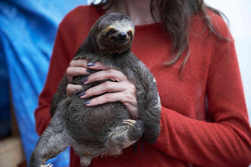 Sloths And Human Interaction