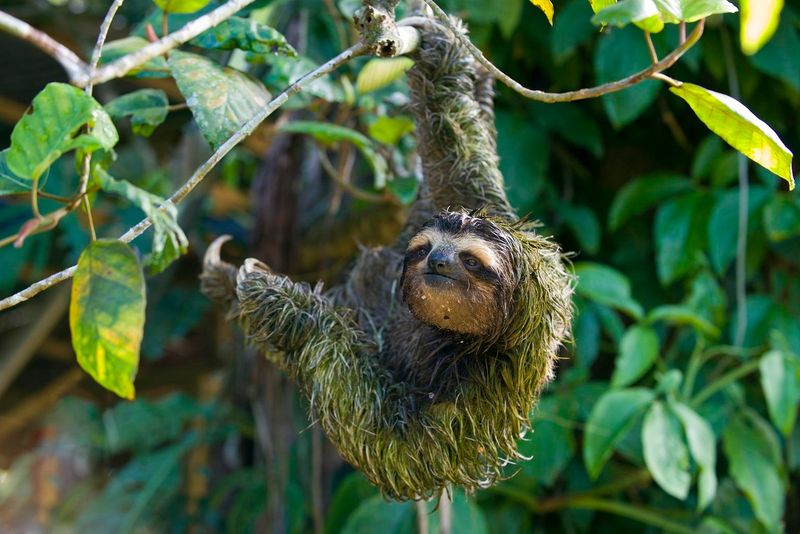 The Surprising Nutritional Benefits For Sloths