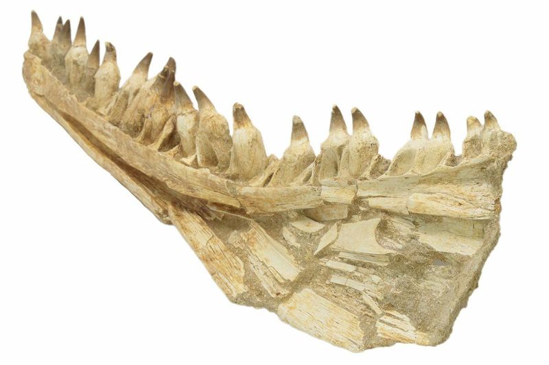 Exploring The Fossil Discovery In Morocco's Ouled Abdoun Basin