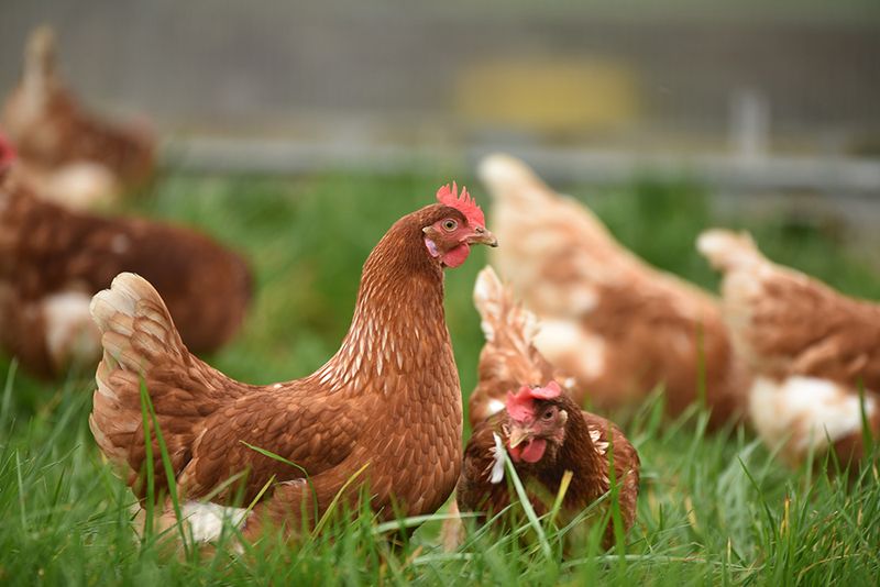 How Long Can Chickens Live After Their Egg-Laying Years?