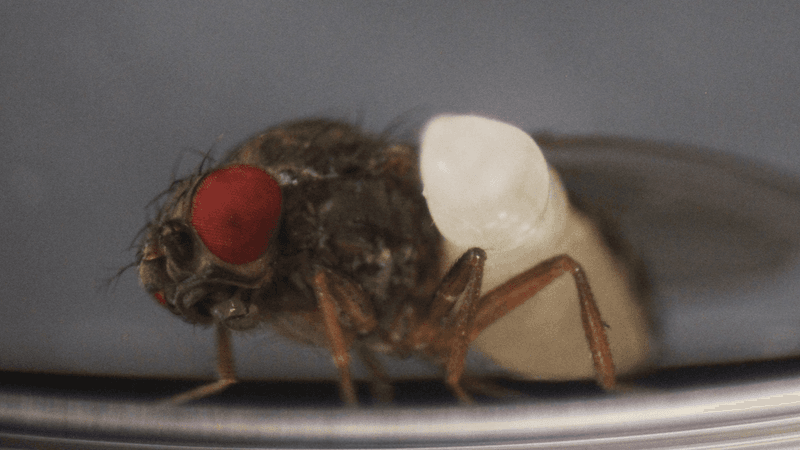 The Parasitic Relationship Between Syntretus Perlmani And Fruit Flies