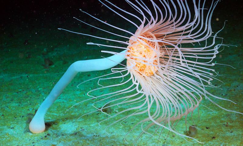 Why These Discoveries Matter For Biodiversity Studies