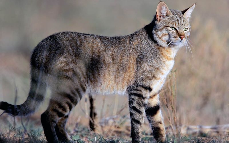 The Unique Characteristics Of The Afro-Asiatic Wildcat