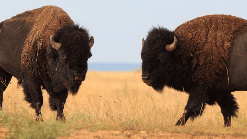 Buffalo Hunting Traditions Among Plains Indian Tribes