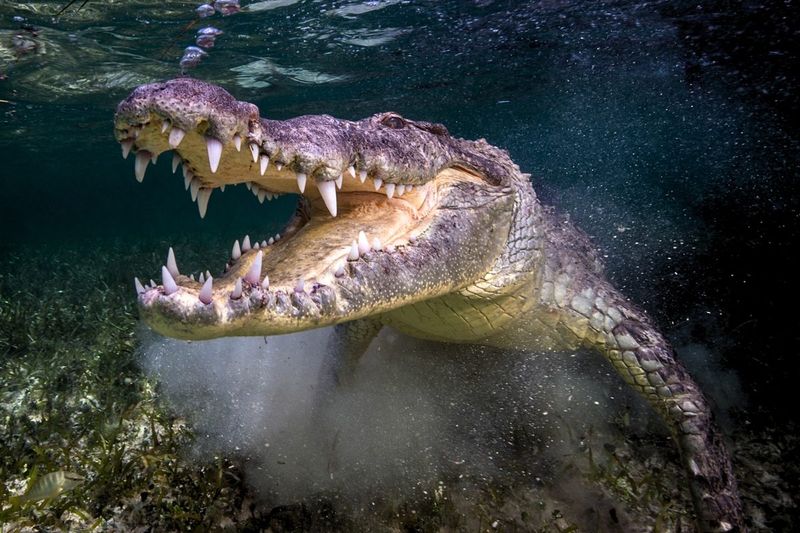 What's Next For Crocodile Research In The Yucatán Peninsula And Beyond?