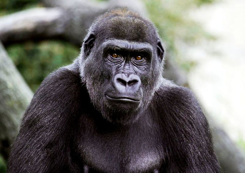 The Role Of Gorilla Fossils In Primate Evolution
