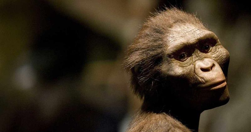 This Fossil's Role In Understanding Human Ancestry
