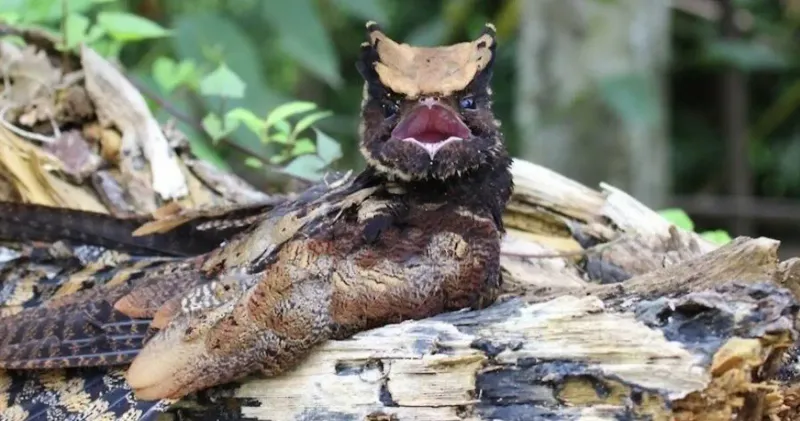 The Great Eared Nightjar's Vulnerability To Habitat Loss