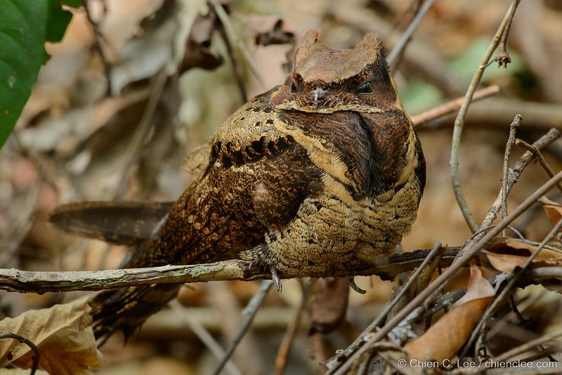 The Role Of Camouflage
