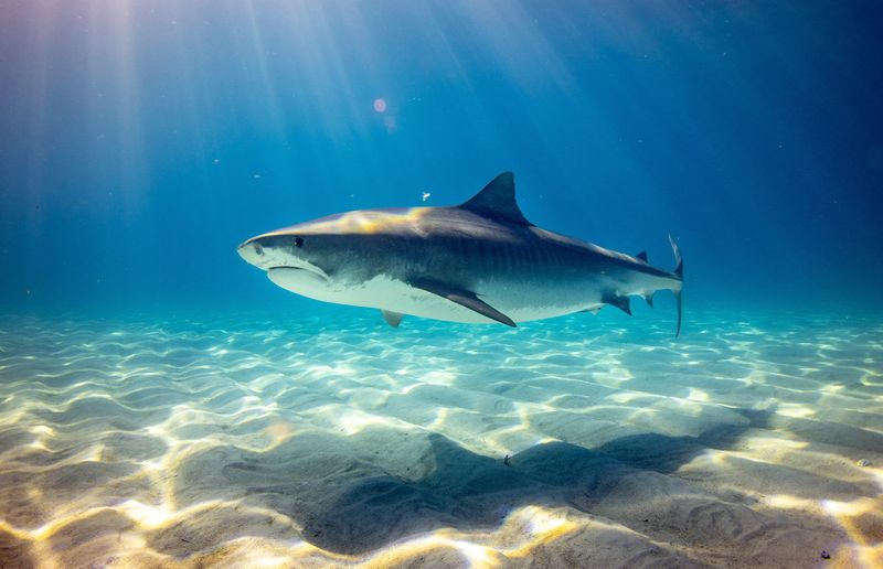 The Role Of Ocean Currents In The Shark's Migration