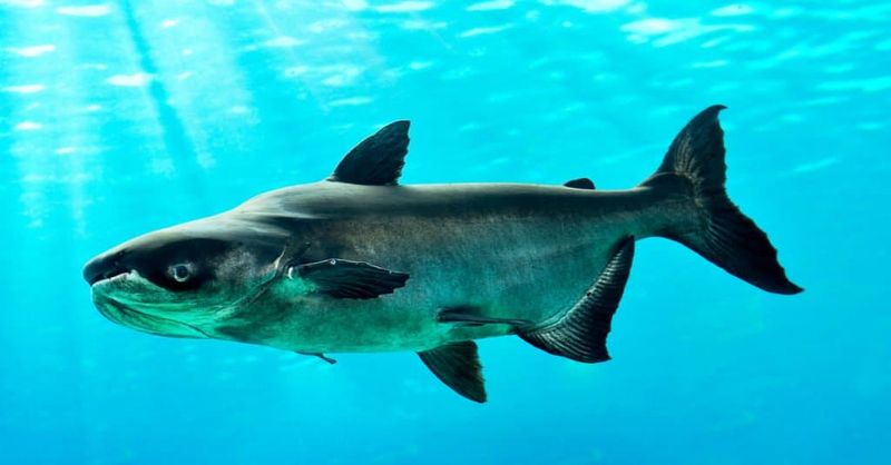 The Species' Incredible Growth Rate