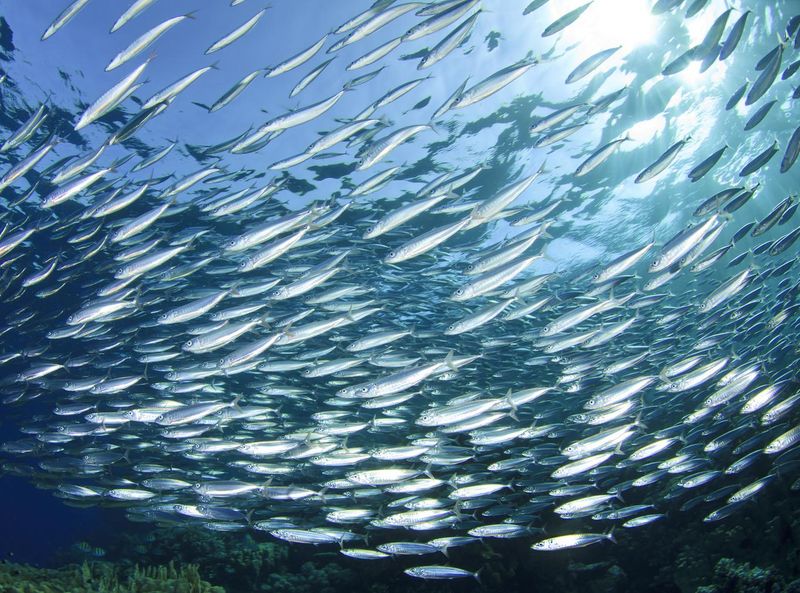 Over 1,300 Studies Illuminate The World's Ocean Pathways