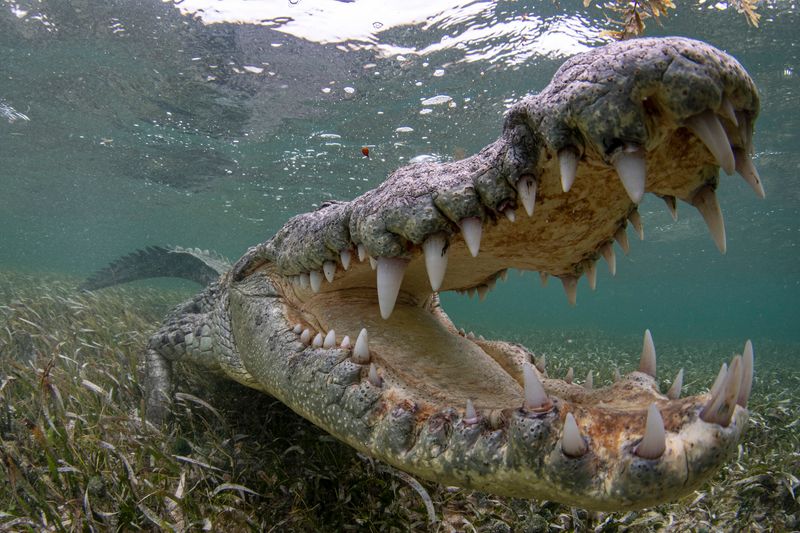 The Role Of Remote Habitats In Preserving Crocodile Diversity