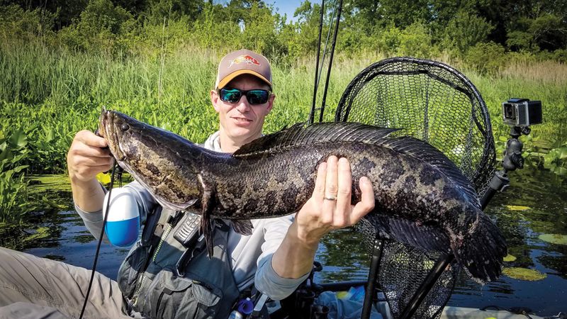 Efforts To Control The Northern Snakehead Population