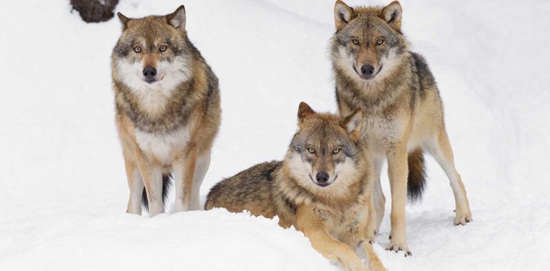 The Northwestern Wolf's Social Structure