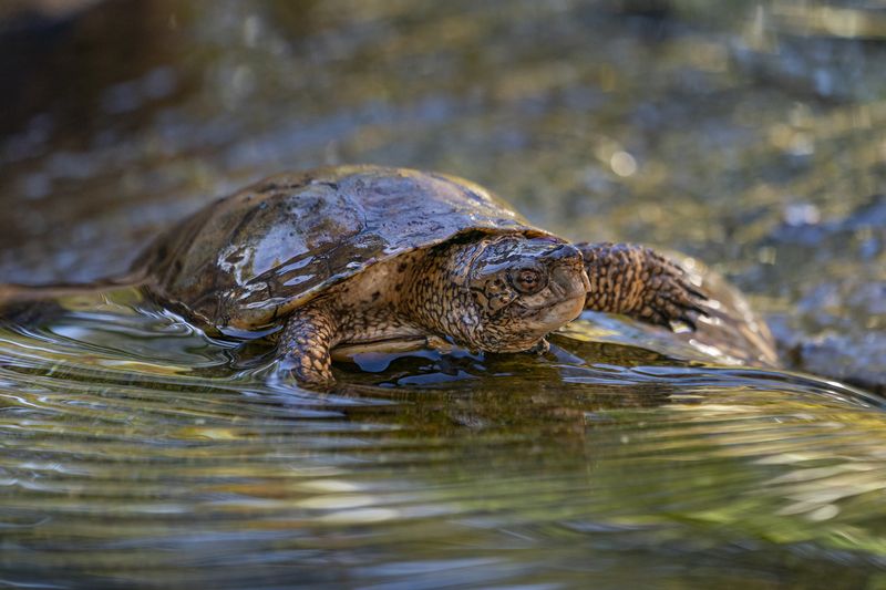 What This Means For Future Wildlife
